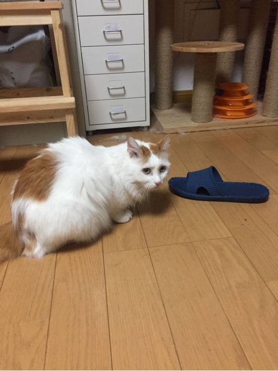 iphonexfaceid怎么用,iphonexfaceid更换