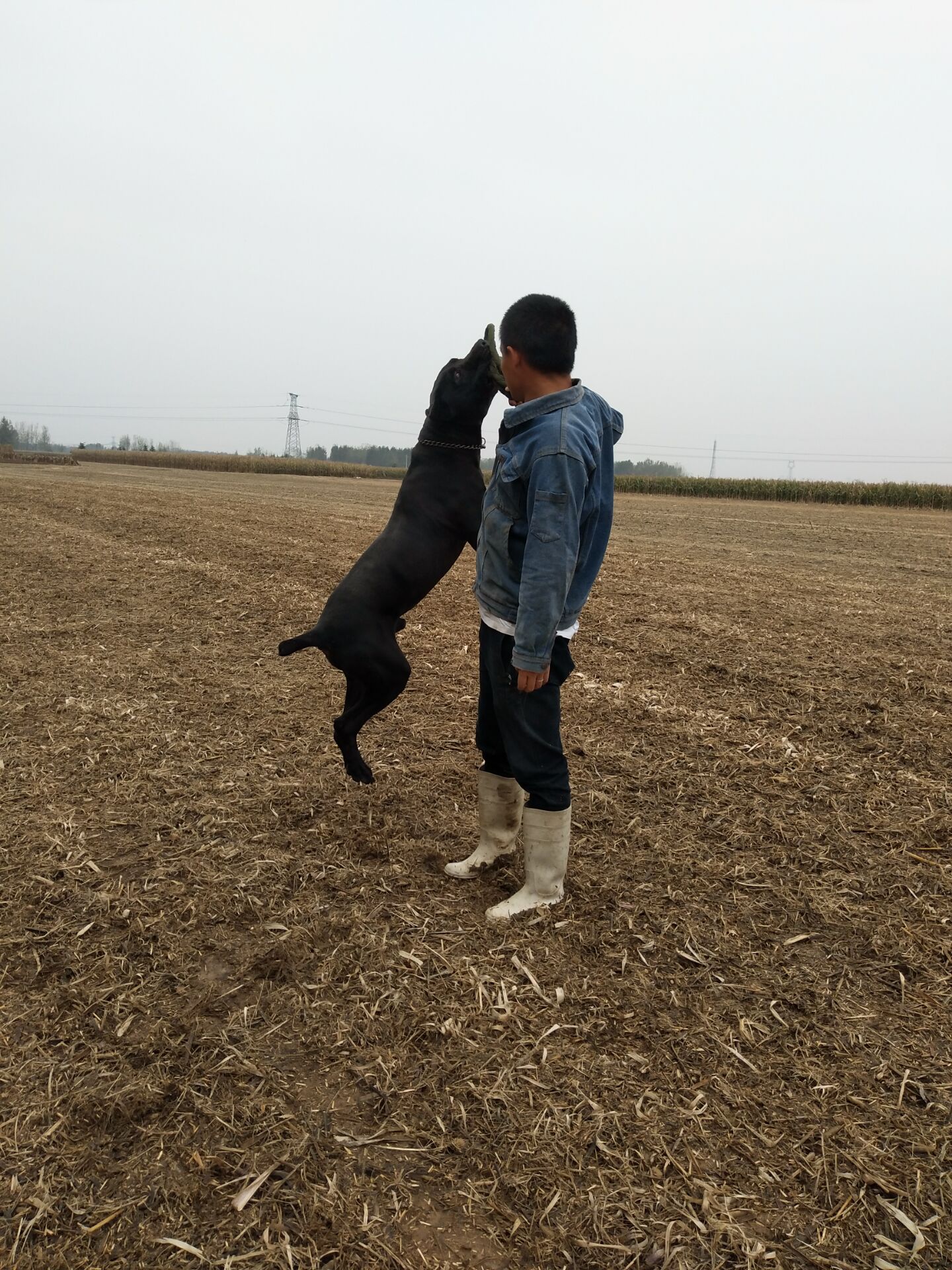 卡斯罗犬2000三条真便宜,3000多的卡斯罗