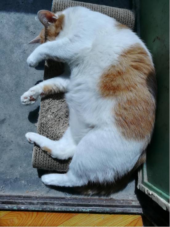 iphonexfaceid用不了了,iphonexfaceid不可用