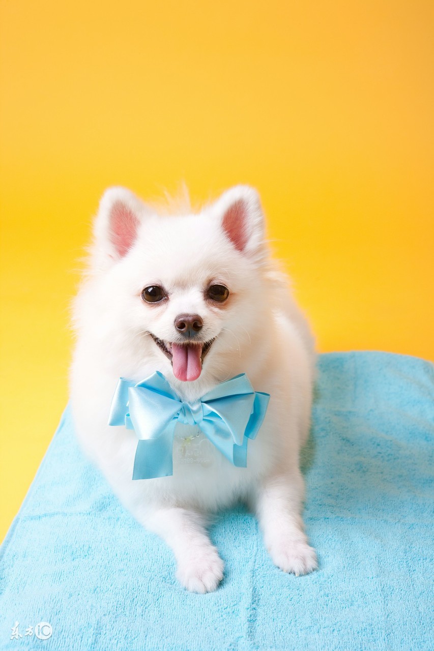 博美宠物狗的名字大全集,世界名犬品种大全小型犬