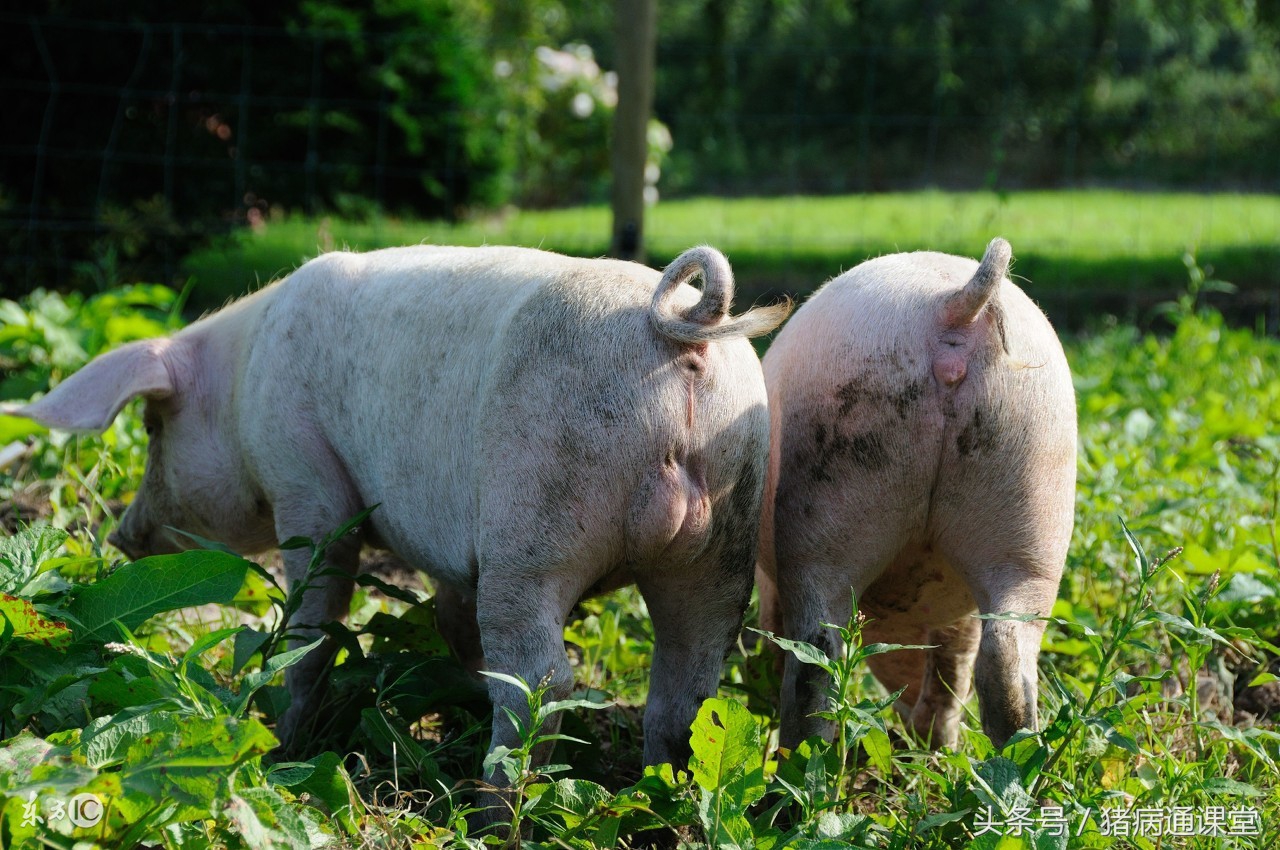 怎么提高公猪生育能力,如何提高公猪精子质量