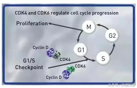 esmo乳腺癌最新研究进展,国外乳腺癌研究现状