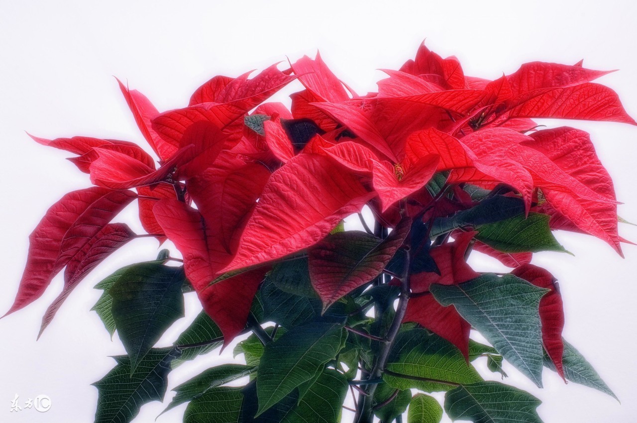 牙痛误食曼陀罗送医院急救洗胃水仙含羞草这些花是“毒美人”