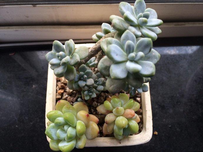 识别标签贴,劳尔和罗琦对决