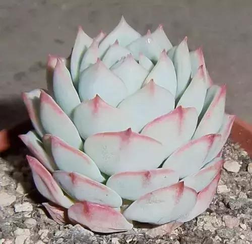 没时间出去玩养多肉,外出旅游多肉怎么办