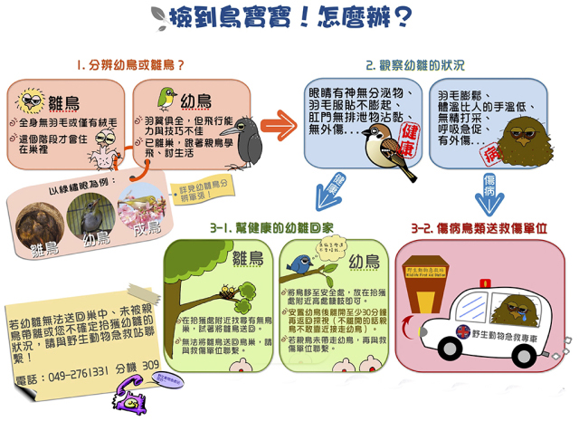 捡到小鸟怎么办喂养犯法吗,捡到的小鸟有什么危险