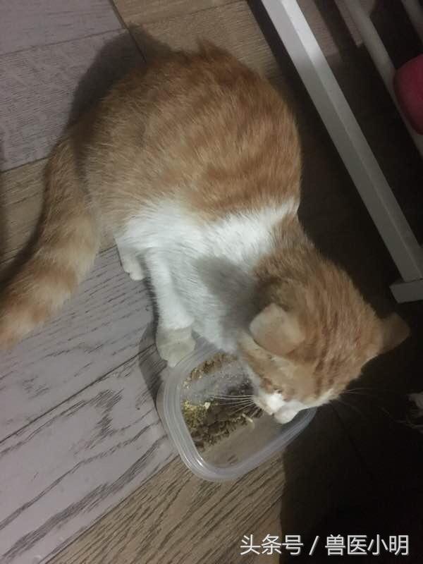 挖掉喵星人眼睛的那个人，你不会睡不着吗？还好有好心网友