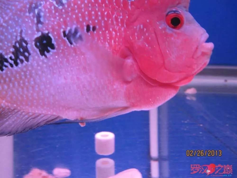 梭菌性肠炎的症状用什么药治疗,肠炎食疗最简单方法