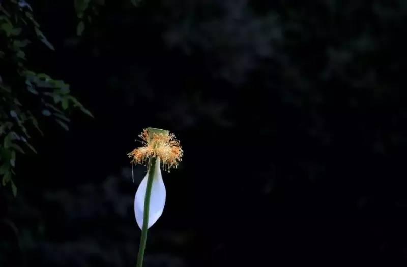 荷花依然淡淡香,走过四季荷花依然香下一句