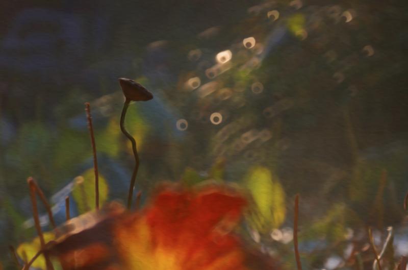 荷花依然淡淡香,走过四季荷花依然香下一句