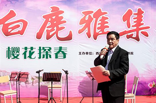 西安高新二路最美樱花盛放,最美赏花季