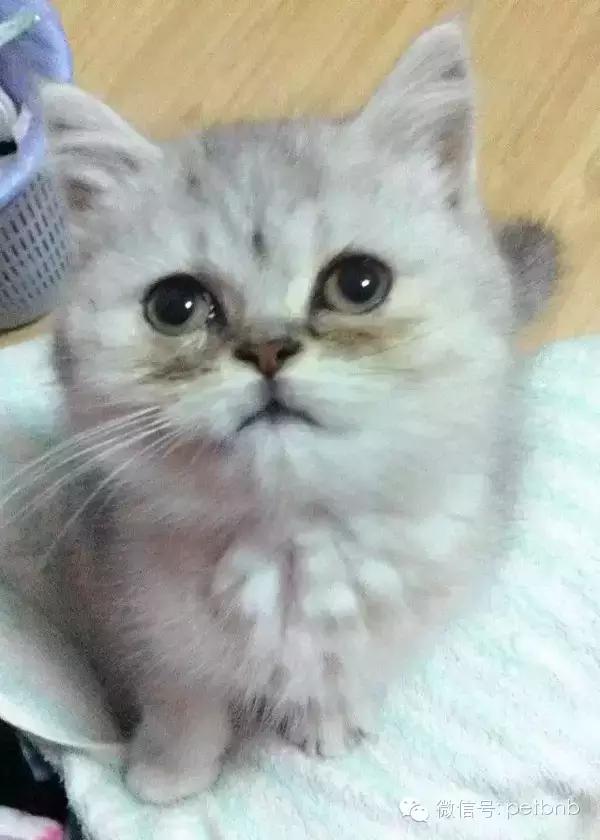 养一只吃货猫是怎样的体验,养一只贪吃的猫是什么感觉