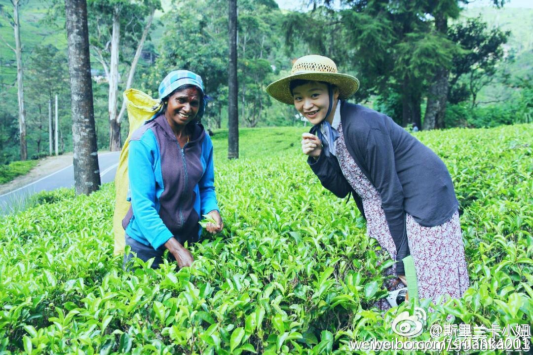 新手小白入门指南买茶小技巧,小白学茶的100个基础