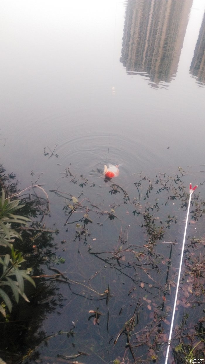 锦鲤迎春鱼跃龙门,锦鲤观赏鱼鸿运当头