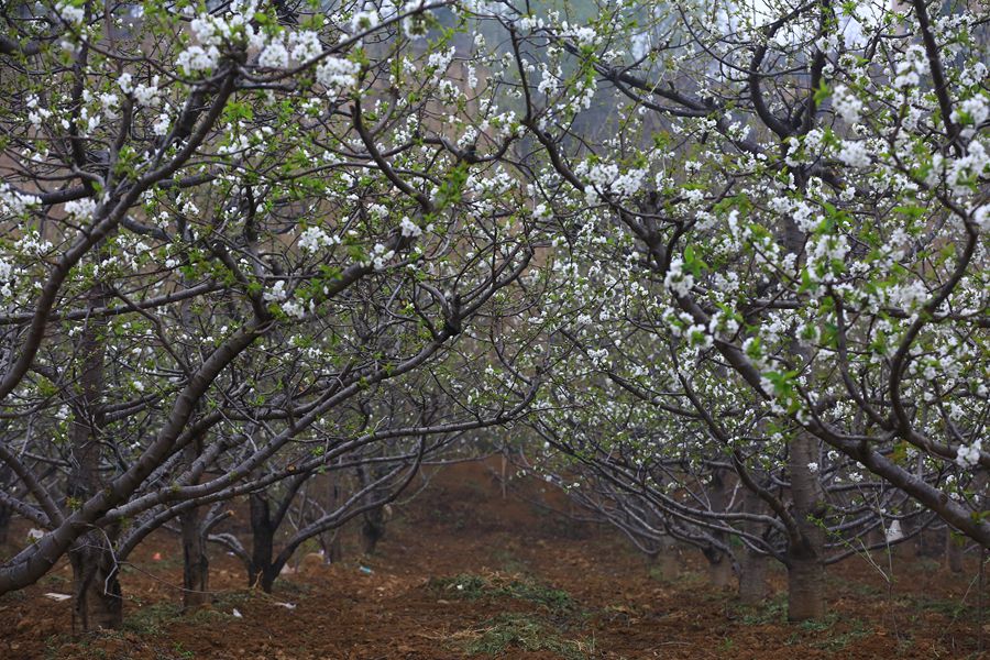 聚焦陕西蓝田泄湖镇,蓝田县洩湖镇发展规划