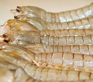 大连虾爬子几月开始吃,虾爬子几月好吃