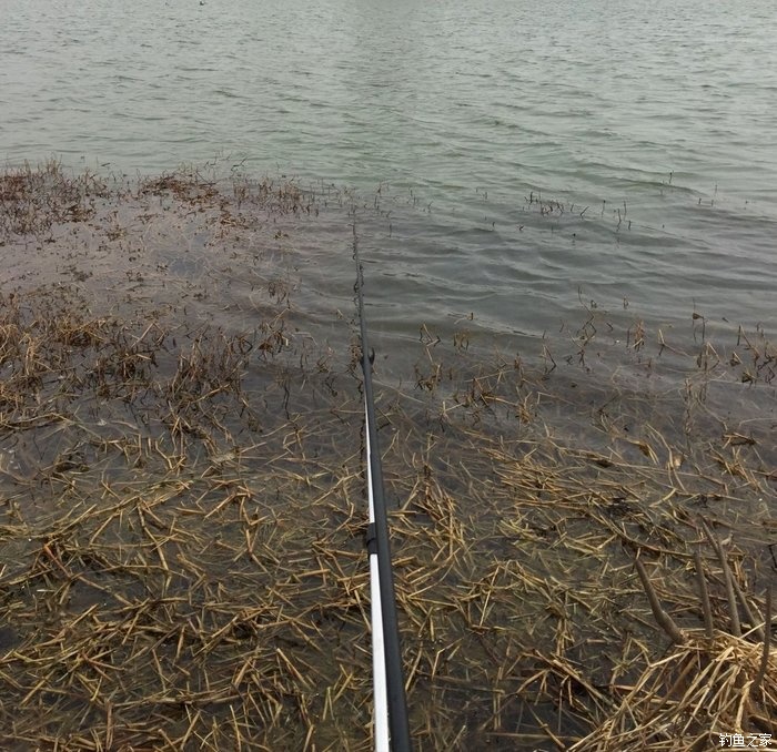 春天钓鲫鱼,春天钓黑坑新鱼