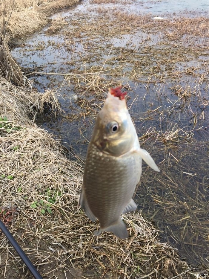 春天钓鲫鱼,春天钓黑坑新鱼