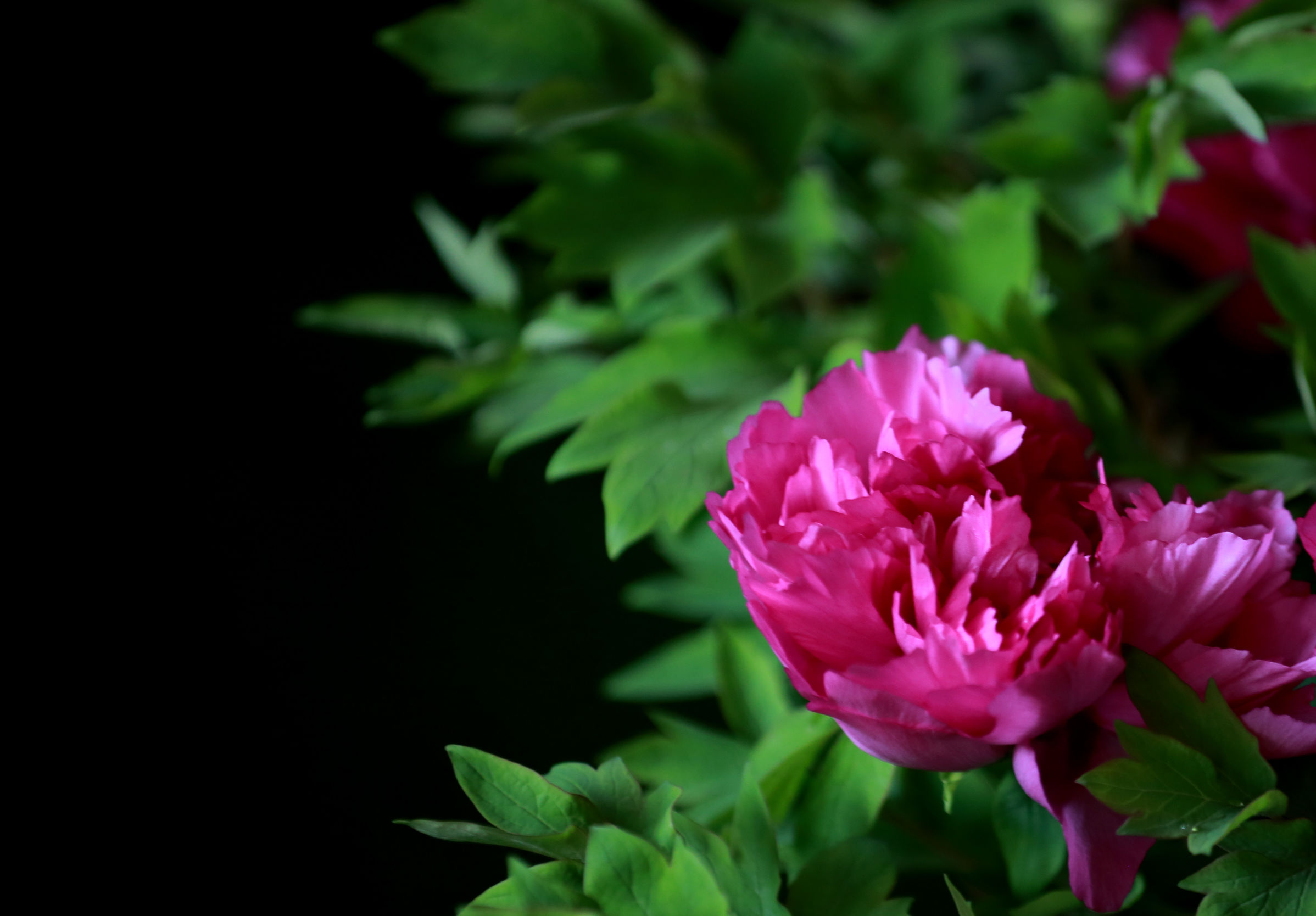 洛阳龙门牡丹园最美牡丹,洛阳国家牡丹园最独特的牡丹