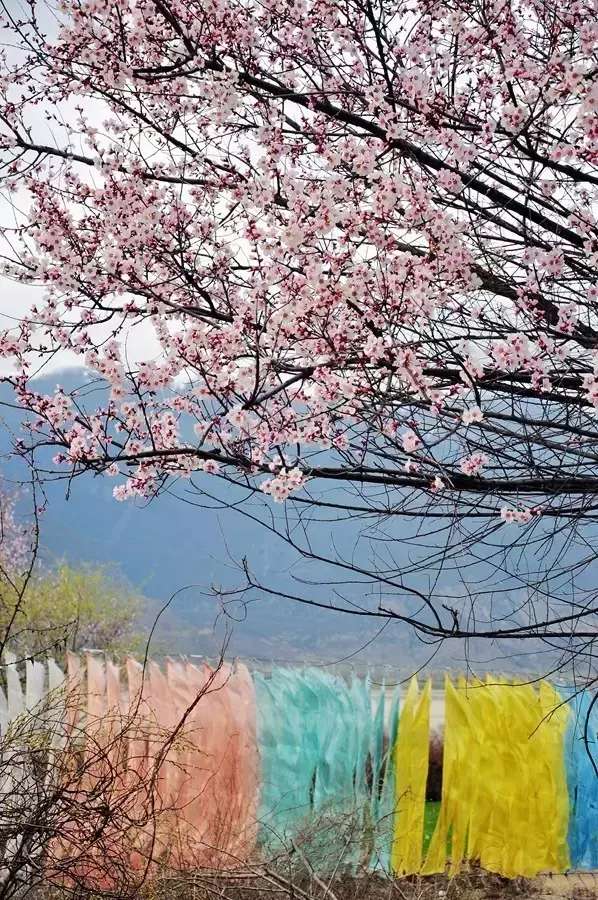 一封来自*藏西**的辞职信