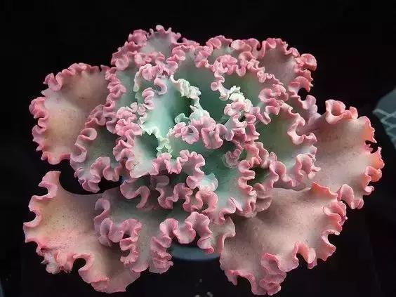 没时间出去玩养多肉,外出旅游多肉怎么办