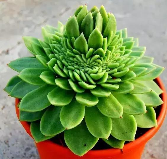 没时间出去玩养多肉,外出旅游多肉怎么办