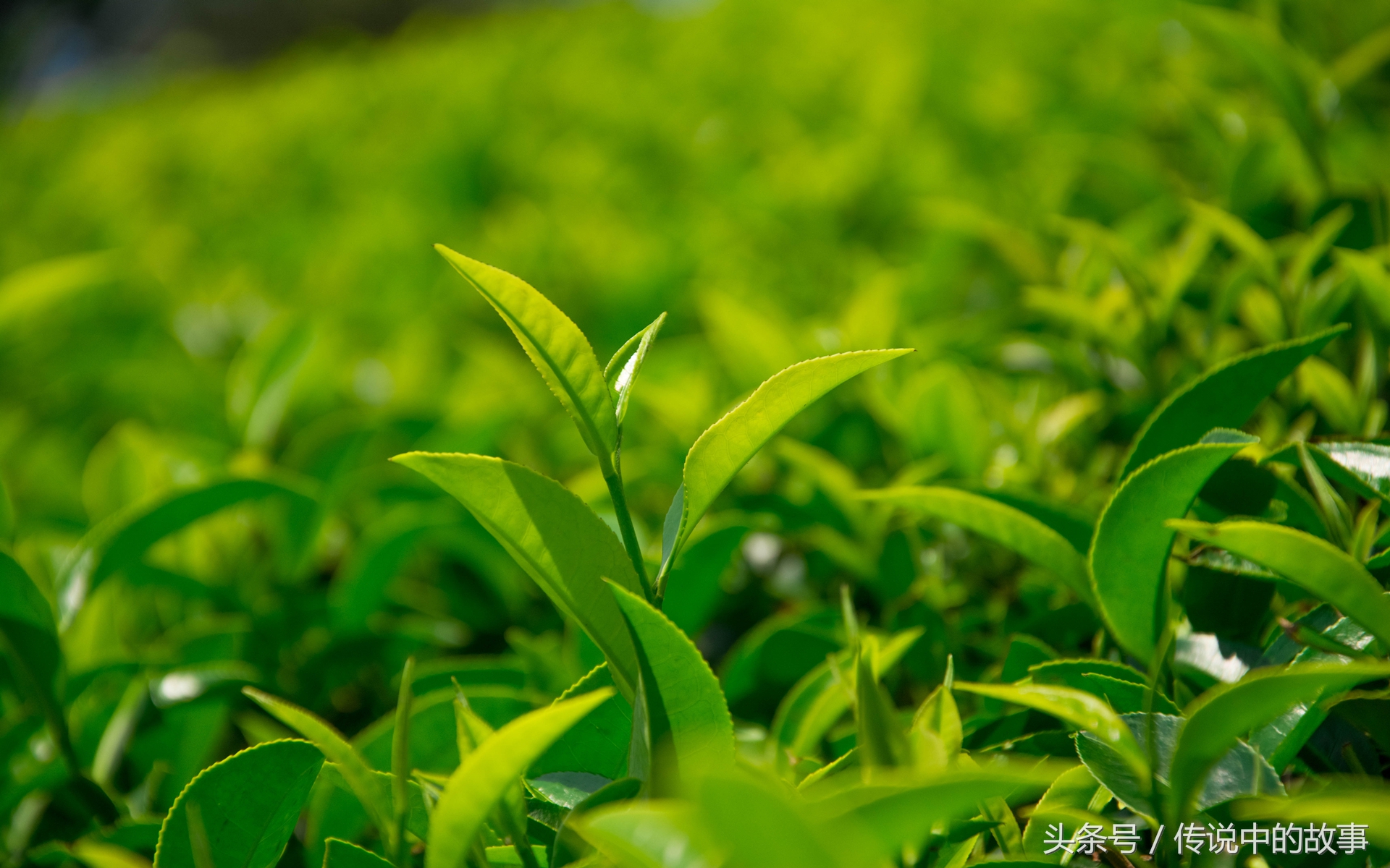 制茶工艺中的自由水的名词解释,制茶工艺图片大全