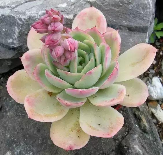 没时间出去玩养多肉,外出旅游多肉怎么办