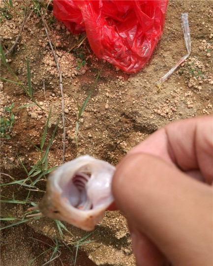 广西玉林钓土鲮鱼钓法,玉林钓土鲮的方法