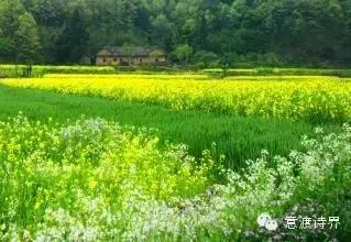 何鹏散文：可我独缺，你一生的了解I总第083期