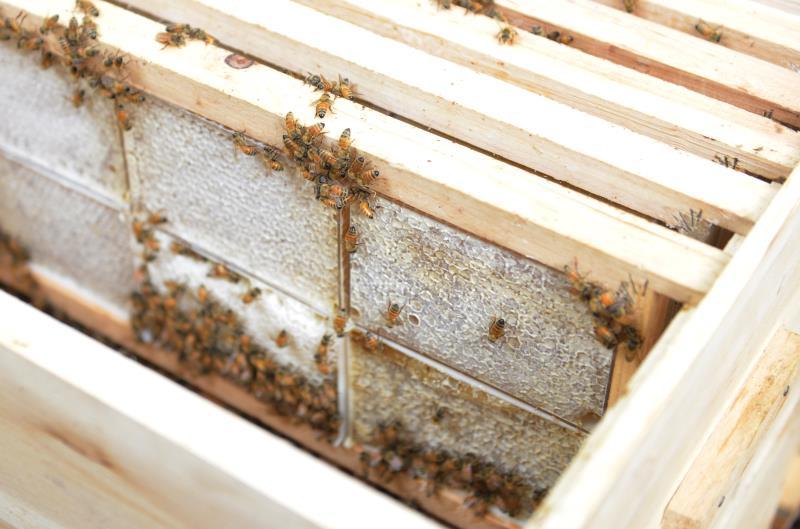 深山蜂谷悬崖土蜂蜜好吗,张家界知蜂谷养蜂