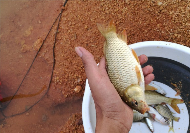 广西玉林钓土鲮鱼钓法,玉林钓土鲮的方法