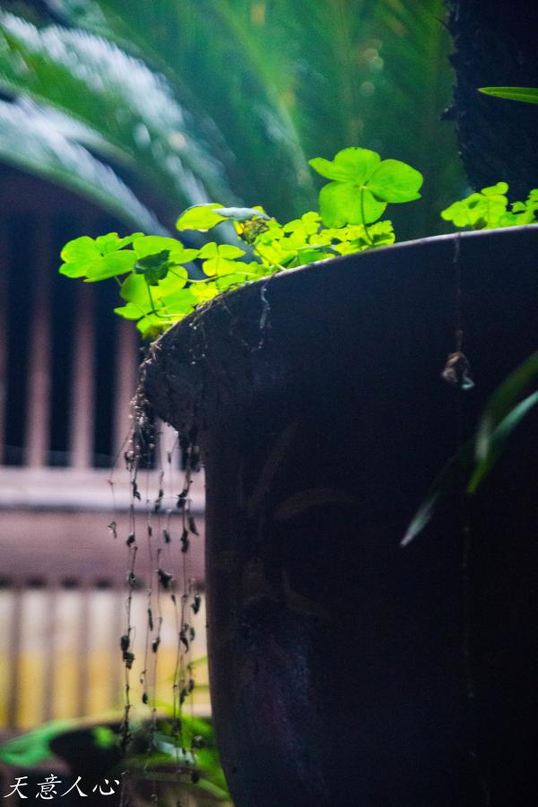 漫游武夷山之自驾游,漫游武夷记