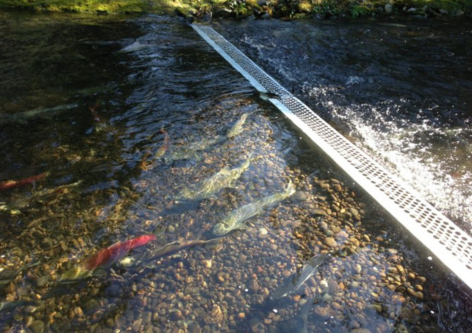 逆流而上,加拿大威化溪三文鱼洄游之旅