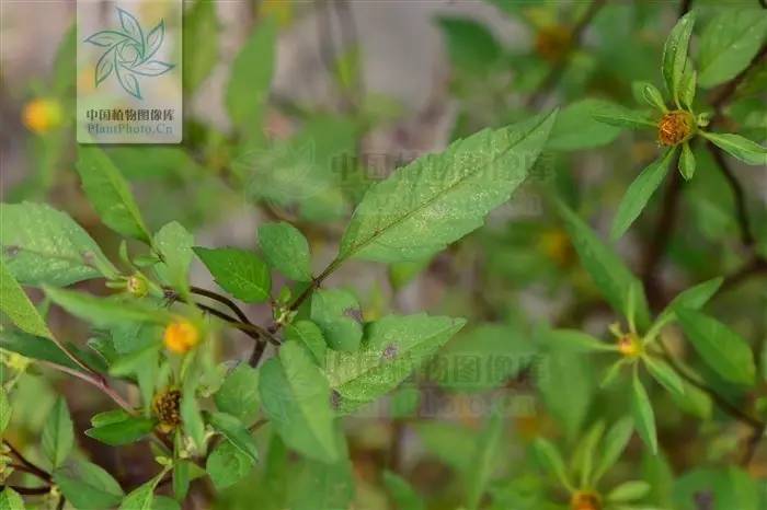 植物傻傻分不清,植物界的姐妹花