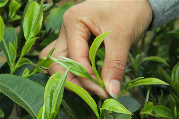 刮风寨古树普洱茶口感怎么样,帕沙古树普洱茶口感特点