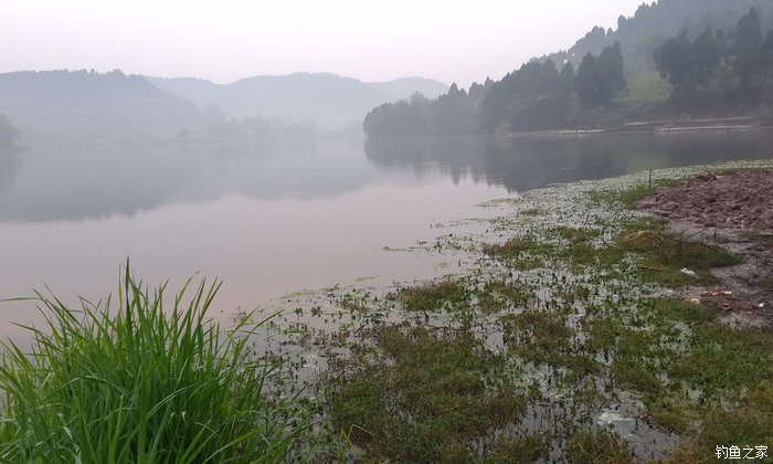 八一水库钓草鱼,八一水库钓青稍