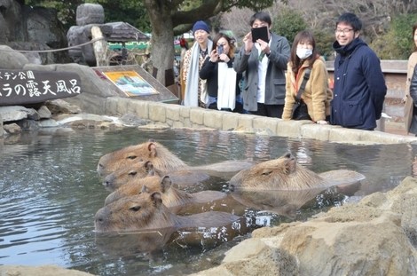 人见人爱车见车载花见花开,人见人爱花见花开车见车英文