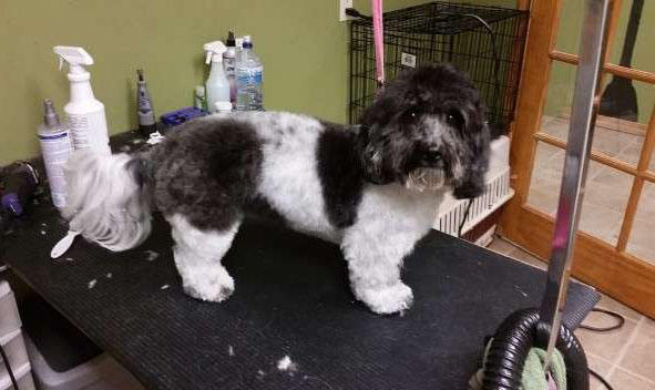 超级可爱的腊肠犬图,超级可爱的混血狗狗