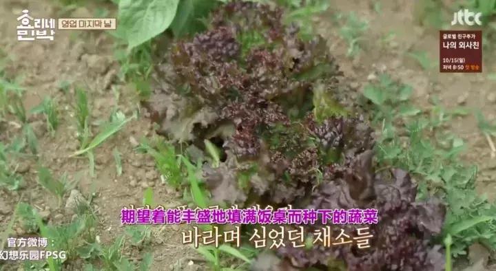 女人养男人会幸福吗,女人养男人好不好