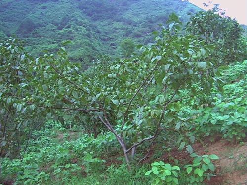 陕西黄龙县核桃之乡,中国千年古县核桃之乡