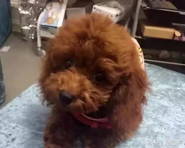 小狗被箭射中被找到,小狗被当活靶子