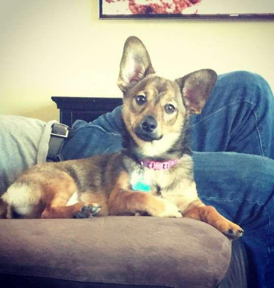 超级可爱的腊肠犬图,超级可爱的混血狗狗