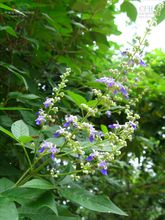 藏在深山里的文物,藏在深山里的老茶