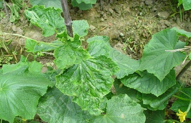 黄瓜得了病毒病用药灌根能行吗,黄瓜得病毒病怎么治