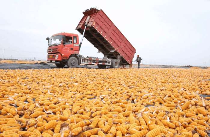 下大雨晾晒的玉米怎么办,玉米发芽后遇低温天气怎么办