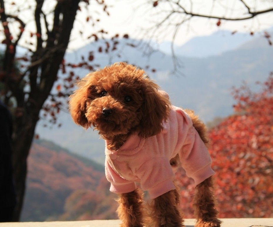 泰迪幼犬鼻子褪色什么原因,泰迪狗狗鼻子褪色是怎么回事