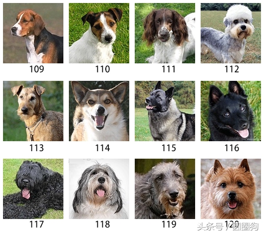 美国akc狗品种,akc品种的标准狗狗都有哪些