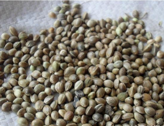 生姜贴肚脐治疗便秘的正确方法,推荐几款治疗便秘的食谱