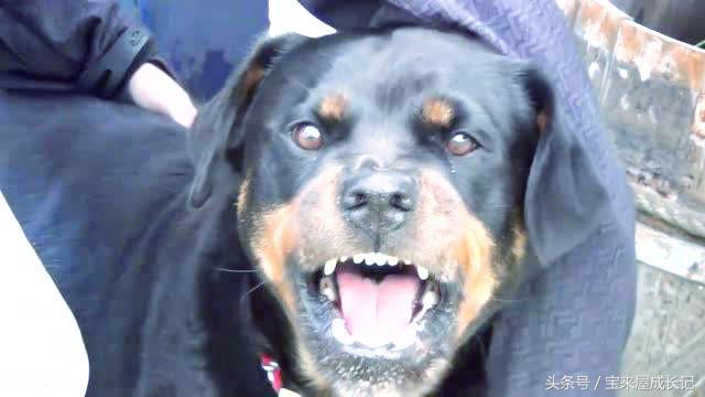 圣德育儿：孩子被狗攻击怎么办，是跑还是原地不动？赶紧教他自保